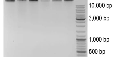 ijms-26-01119-g001